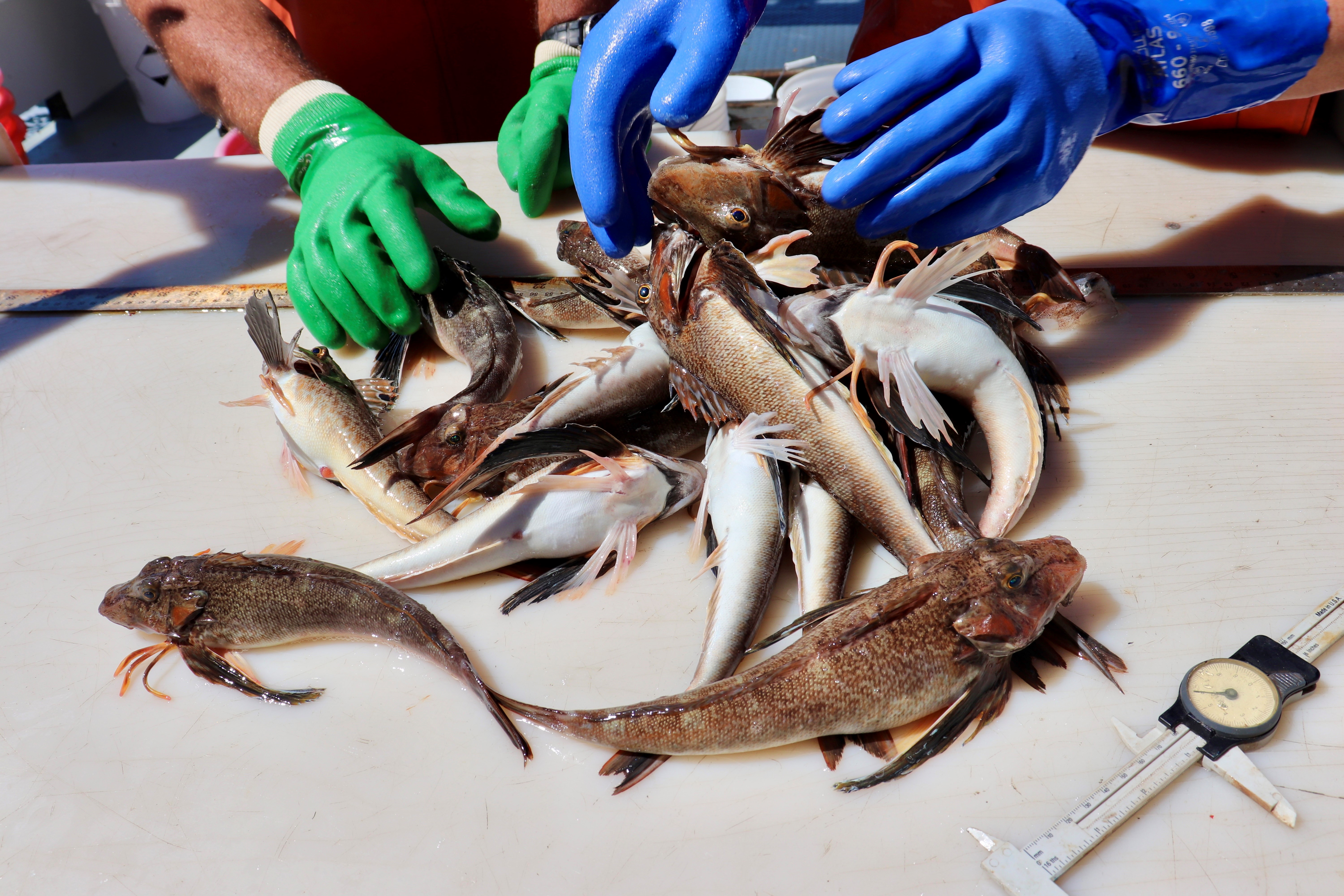 Reed DEM Trawl 6_7